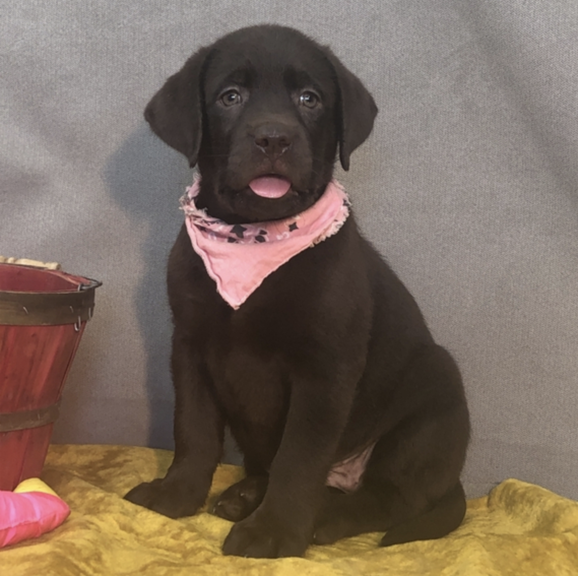 comprar cachorros sanos, baratos y asequibles para la venta